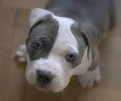 Facts and Tips About Tri-Colored Pitbulls – Dog Breeders Blog